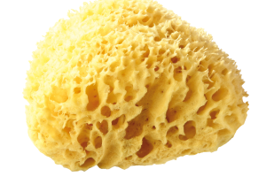 Schwamm